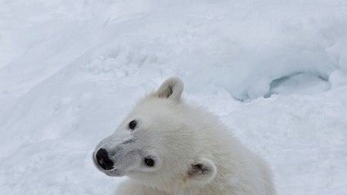 Χιόνι από χιονοδρομικό σε ζωολογικό κήπο με πολικές αρκούδες στη Φινλανδία